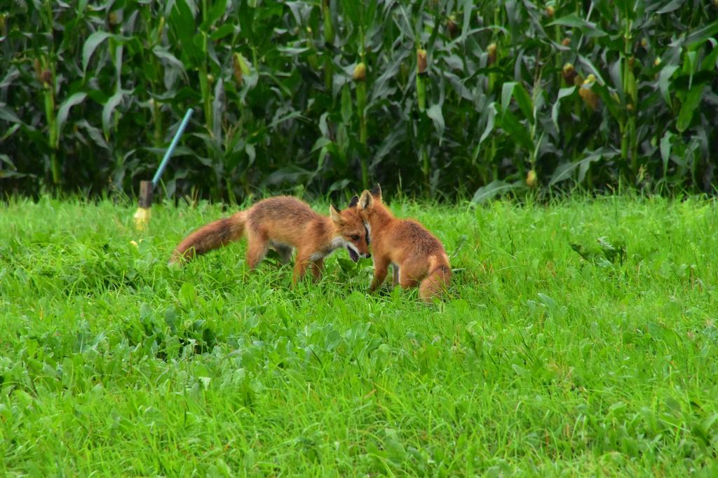 ホテル ペンションぽらりす 弟子屈町 エクステリア 写真